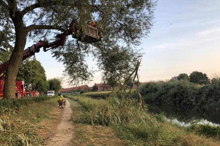 Gevaarlijk hangende tak boven wandelpad