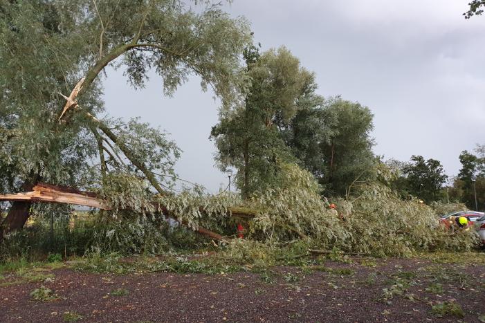 Wilgenboom belandt op meerdere auto's