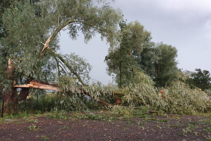 Wilgenboom belandt op meerdere auto's