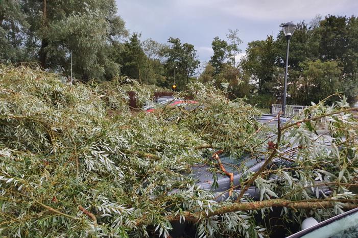 Wilgenboom belandt op meerdere auto's