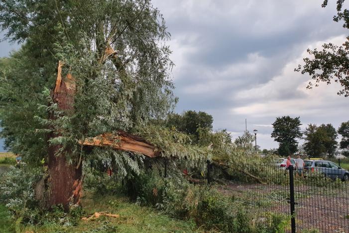 Wilgenboom belandt op meerdere auto's