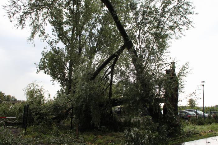 Wilgenboom belandt op meerdere auto's
