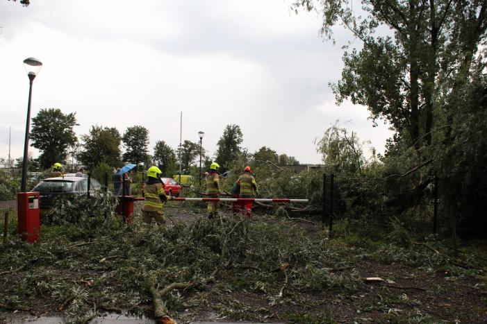 Wilgenboom belandt op meerdere auto's