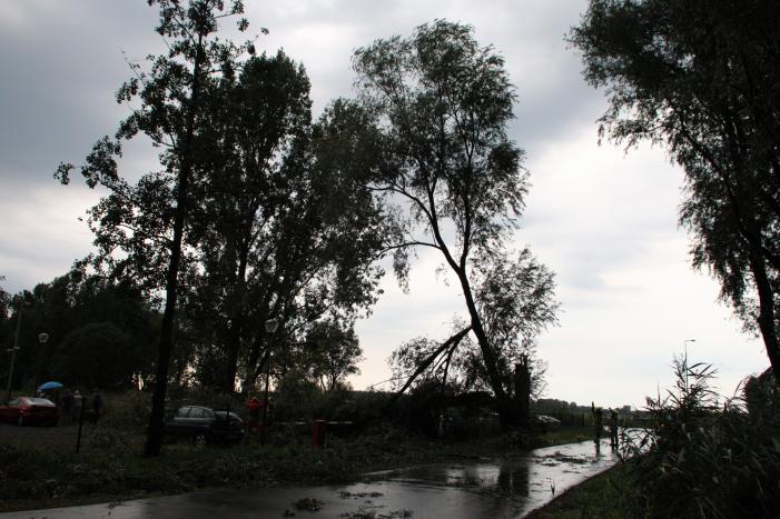 Wilgenboom belandt op meerdere auto's
