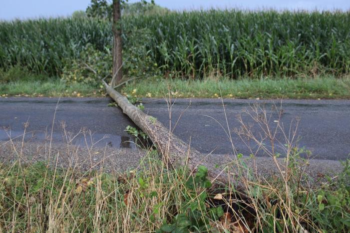Boom waait om en beschadigt maisveld