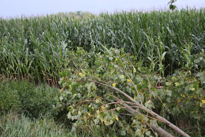 Boom waait om en beschadigt maisveld