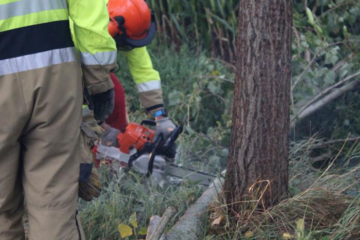 Boom waait om en beschadigt maisveld