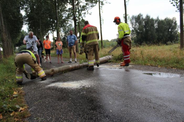 Boom waait om en beschadigt maisveld