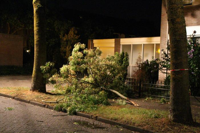 Meerdere takken breken af na blikseminslag in boom