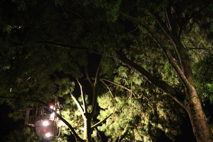 Meerdere takken breken af na blikseminslag in boom