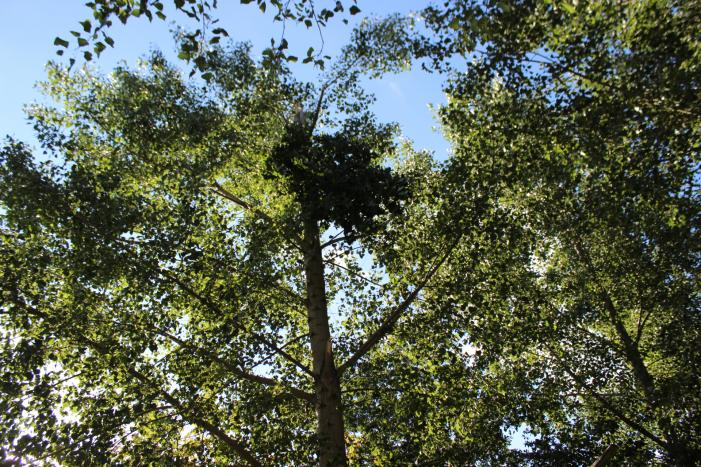 Top van boom breekt af en komt gevaarlijk boven de weg te hangen