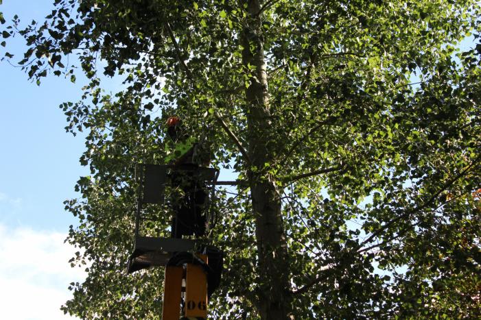 Top van boom breekt af en komt gevaarlijk boven de weg te hangen