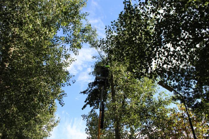 Top van boom breekt af en komt gevaarlijk boven de weg te hangen