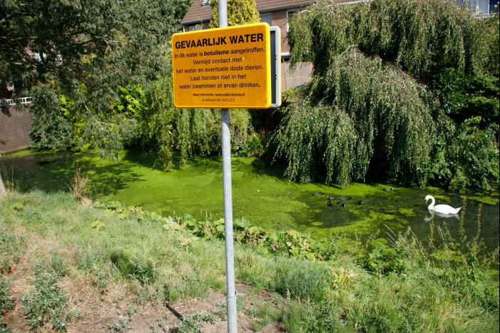 Botulisme aangetroffen in vijvers in Schothorst