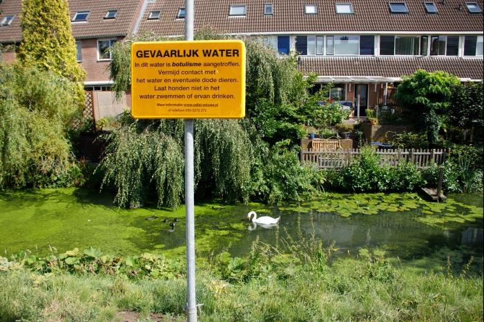 Botulisme aangetroffen in vijvers in Schothorst