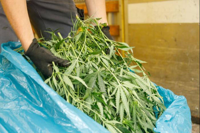 Hennepkwekerij aangetroffen in flatwoning