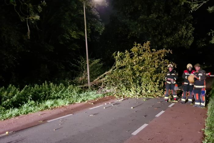 Boom valt op rijbaan
