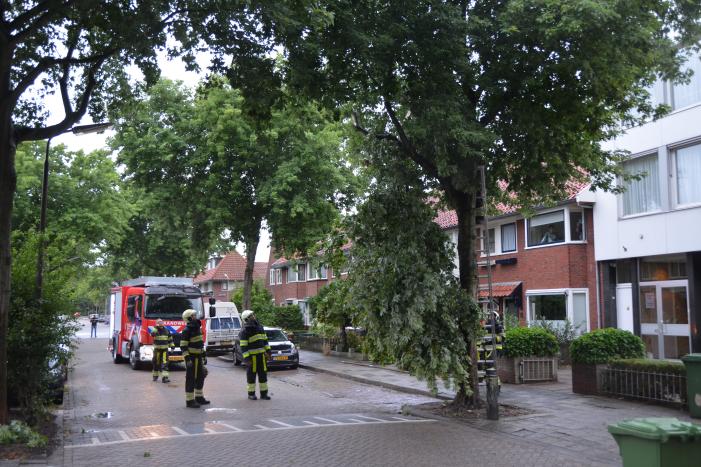 Gevaarlijke hangende takken uit boom gehaald