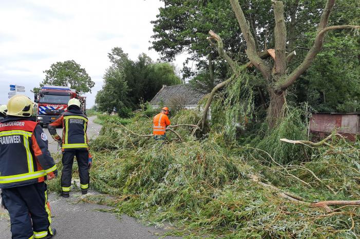 Storm Francis vernielt grote boom