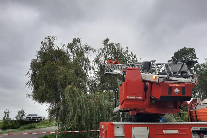 Storm Francis vernielt grote boom