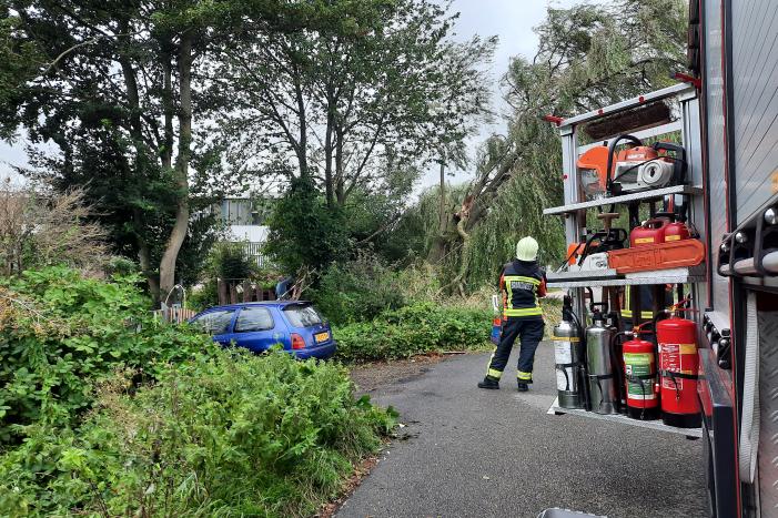 Storm Francis vernielt grote boom