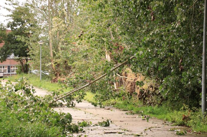 Storm Francis zorgt opnieuw voor omgewaaide takken en bomen