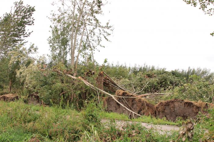Storm Francis zorgt opnieuw voor omgewaaide takken en bomen
