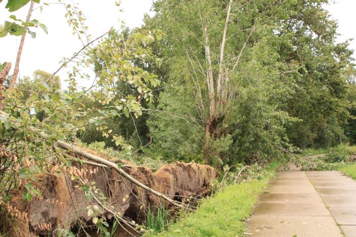 Storm Francis zorgt opnieuw voor omgewaaide takken en bomen
