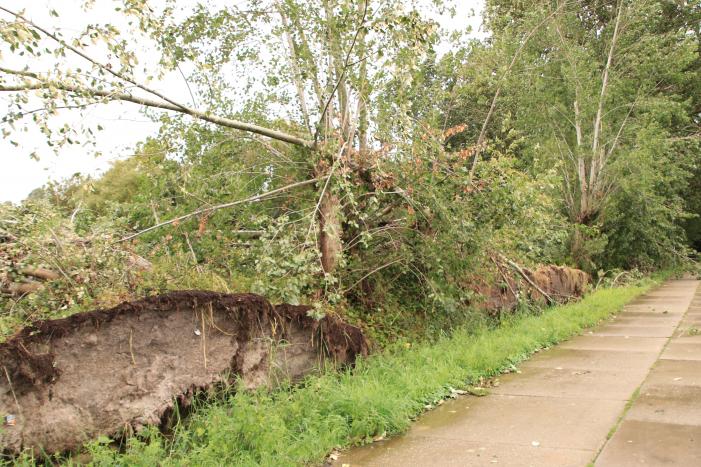 Storm Francis zorgt opnieuw voor omgewaaide takken en bomen