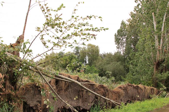 Storm Francis zorgt opnieuw voor omgewaaide takken en bomen
