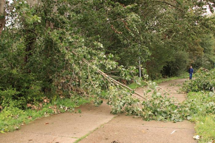 Storm Francis zorgt opnieuw voor omgewaaide takken en bomen