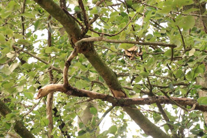 Storm Francis zorgt opnieuw voor omgewaaide takken en bomen