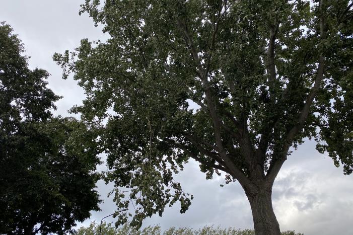 Brandweer verwijderd loshangende tak