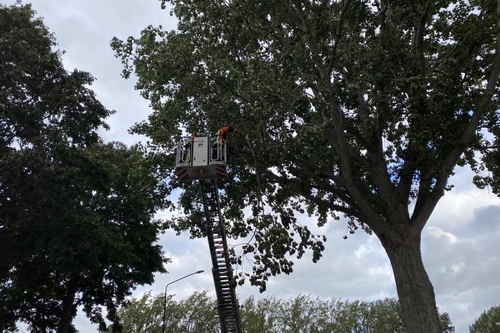 Brandweer verwijderd loshangende tak