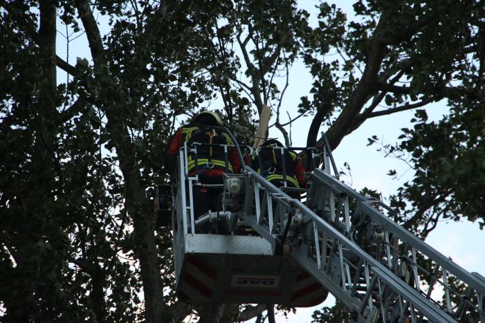 Met hoogwerker levensgevaarlijke takken verwijderd
