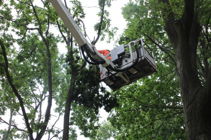 Loshangende takken zorgen voor gevaarlijke situatie boven fietspad