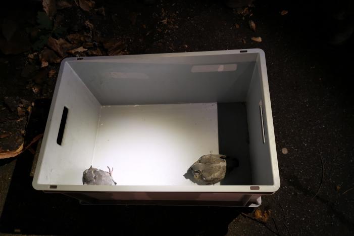 Jonge duiven gered na omgevallen boom