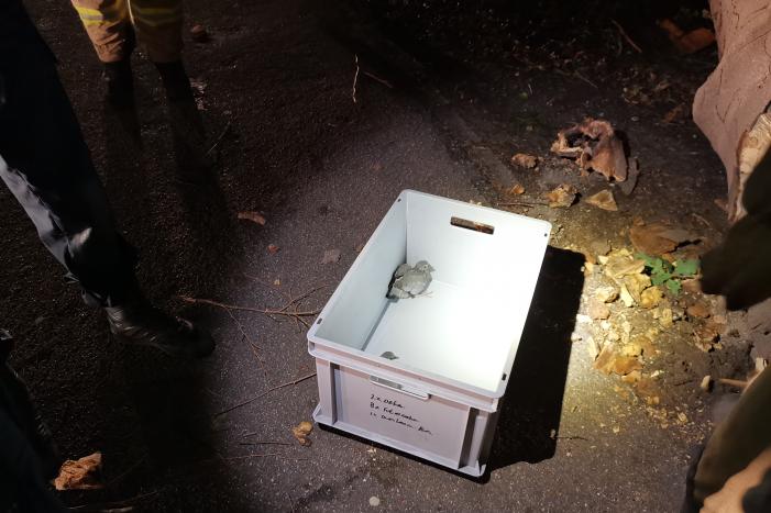 Jonge duiven gered na omgevallen boom