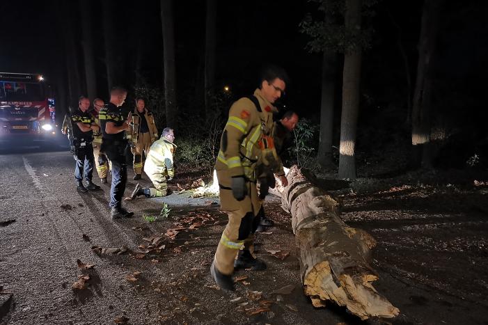Jonge duiven gered na omgevallen boom