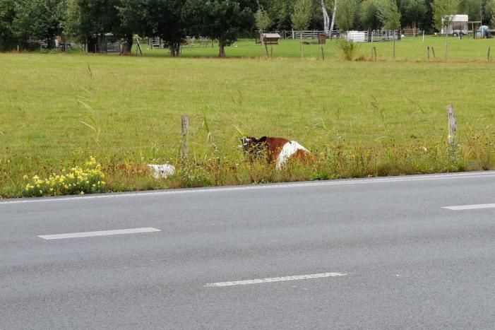 N781 afgesloten na loslopende koeien op de weg
