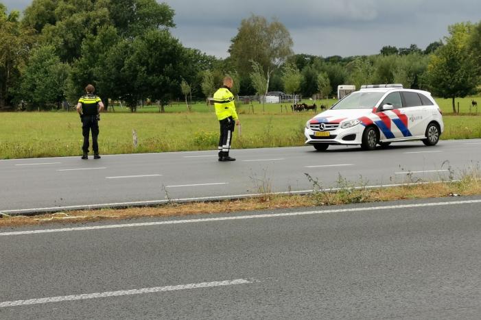 N781 afgesloten na loslopende koeien op de weg