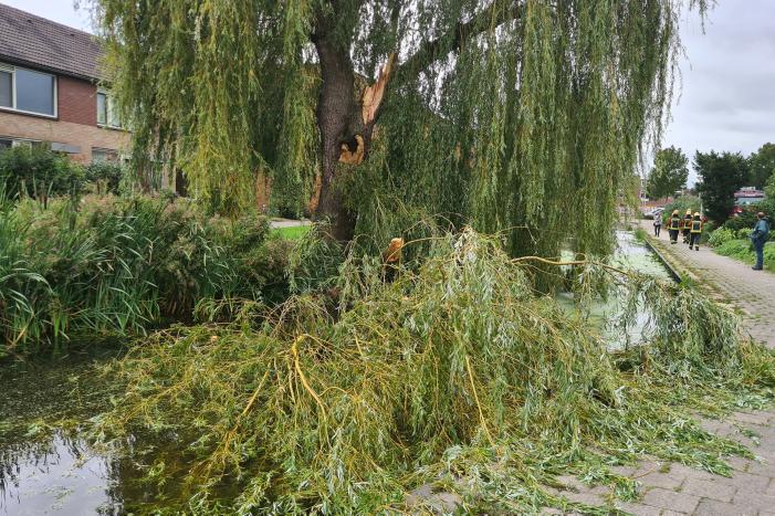 Grote takken uit boom afgebroken