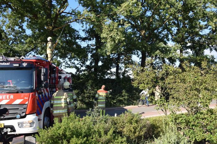 Gevaarlijk hangende tak uit boom verwijderd