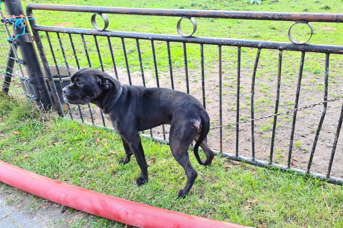 Veel rook bij brand in vrijstaande woning