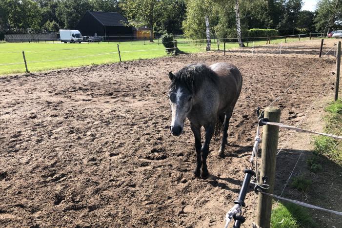 Veulen belandt in put van veeschuur