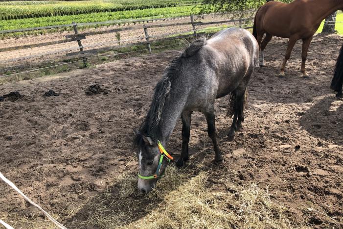 Veulen belandt in put van veeschuur