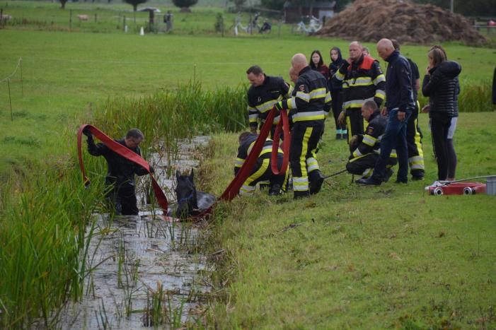 Paard vast in sloot, brandweer bevrijdt het dier