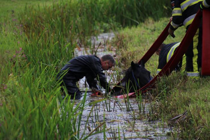 Paard vast in sloot, brandweer bevrijdt het dier