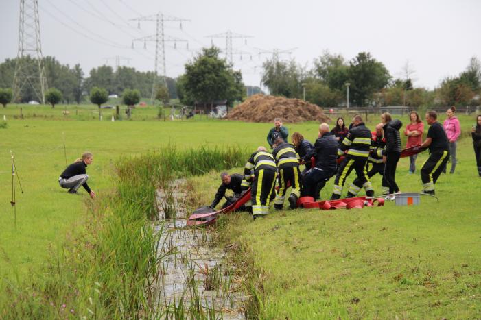 Paard vast in sloot, brandweer bevrijdt het dier