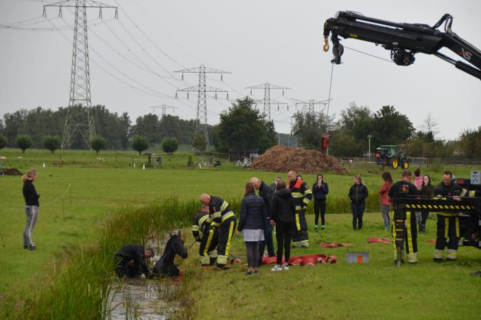 Paard vast in sloot, brandweer bevrijdt het dier
